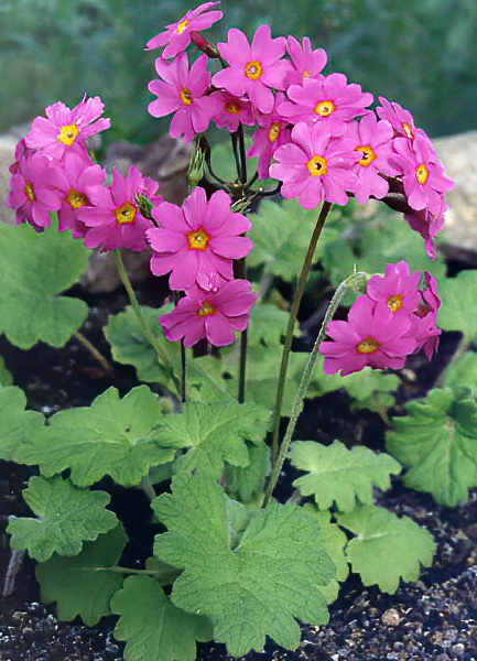 Primula heucherifolia photo